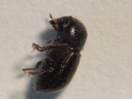 IMG_0022_ungleicher Holzbohrer.JPG